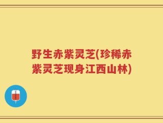 野生赤紫灵芝(珍稀赤紫灵芝现身江西山林)