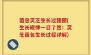 菌包灵芝生长过程图(生长规律一目了然！灵芝菌包生长过程详解)
