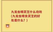 九龙虫喂灵芝什么功效(九龙虫喂食灵芝的好处是什么？)