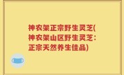 神农架正宗野生灵芝(神农架山区野生灵芝：正宗天然养生佳品)