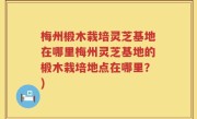 梅州椴木栽培灵芝基地在哪里梅州灵芝基地的椴木栽培地点在哪里？)