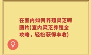 在室内如何养殖灵芝呢图片(室内灵芝养殖全攻略，轻松获得丰收)