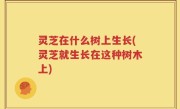 灵芝在什么树上生长(灵芝就生长在这种树木上)