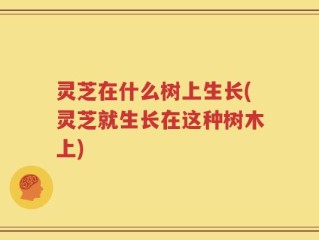 灵芝在什么树上生长(灵芝就生长在这种树木上)