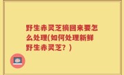 野生赤灵芝摘回来要怎么处理(如何处理新鲜野生赤灵芝？)