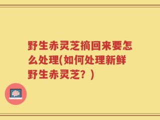 野生赤灵芝摘回来要怎么处理(如何处理新鲜野生赤灵芝？)