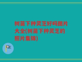 树苗下种灵芝好吗图片大全(树苗下种灵芝的照片集锦)