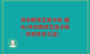 丹华牌灵芝孢子粉 图片(丹华牌灵芝孢子粉：天然养生之选)