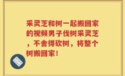 采灵芝和树一起搬回家的视频男子伐树采灵芝，不舍得砍树，将整个树搬回家！