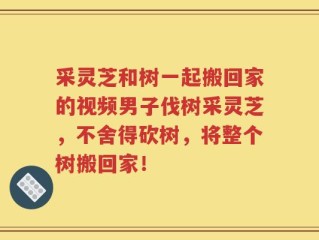 采灵芝和树一起搬回家的视频男子伐树采灵芝，不舍得砍树，将整个树搬回家！