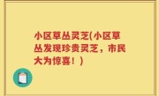 小区草丛灵芝(小区草丛发现珍贵灵芝，市民大为惊喜！)