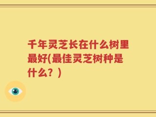 千年灵芝长在什么树里最好(最佳灵芝树种是什么？)