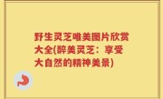野生灵芝唯美图片欣赏大全(醉美灵芝：享受大自然的精神美景)