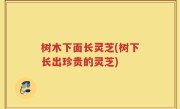树木下面长灵芝(树下长出珍贵的灵芝)