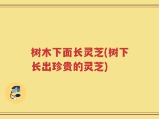 树木下面长灵芝(树下长出珍贵的灵芝)