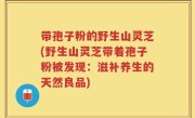 带孢子粉的野生山灵芝(野生山灵芝带着孢子粉被发现：滋补养生的天然良品)