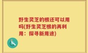 野生灵芝的根还可以用吗(野生灵芝根的再利用：探寻新用途)