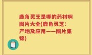 鹿角灵芝是哪的药材啊图片大全(鹿角灵芝：产地及应用——图片集锦)