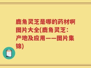 鹿角灵芝是哪的药材啊图片大全(鹿角灵芝：产地及应用——图片集锦)