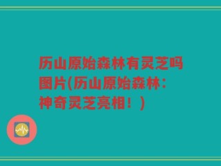 历山原始森林有灵芝吗图片(历山原始森林：神奇灵芝亮相！)