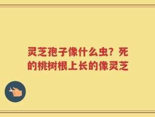 灵芝孢子像什么虫？死的桃树根上长的像灵芝