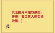 灵芝图片大棚效果图(神奇！看灵芝大棚实拍效果！)