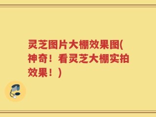 灵芝图片大棚效果图(神奇！看灵芝大棚实拍效果！)