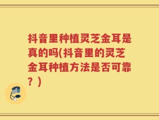 抖音里种植灵芝金耳是真的吗(抖音里的灵芝金耳种植方法是否可靠？)