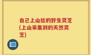 自己上山捡的野生灵芝(上山采集到的天然灵芝)
