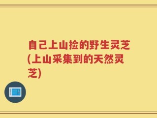 自己上山捡的野生灵芝(上山采集到的天然灵芝)