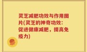 灵芝减肥功效与作用图片(灵芝的神奇功效：促进健康减肥，提高免疫力)