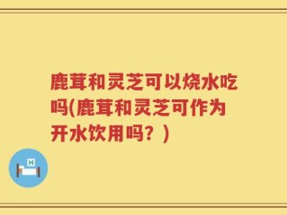 鹿茸和灵芝可以烧水吃吗(鹿茸和灵芝可作为开水饮用吗？)