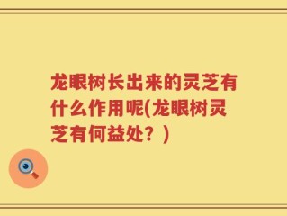 龙眼树长出来的灵芝有什么作用呢(龙眼树灵芝有何益处？)