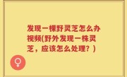 发现一棵野灵芝怎么办视频(野外发现一株灵芝，应该怎么处理？)