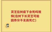 灵芝在树底下会死吗视频(在树下长灵芝可能因养分不足而死亡)