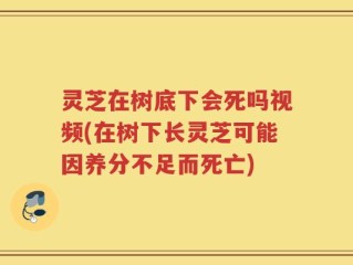 灵芝在树底下会死吗视频(在树下长灵芝可能因养分不足而死亡)