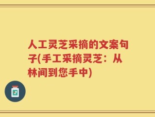 人工灵芝采摘的文案句子(手工采摘灵芝：从林间到您手中)