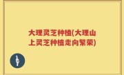 大理灵芝种植(大理山上灵芝种植走向繁荣)