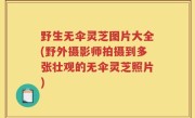 野生无伞灵芝图片大全(野外摄影师拍摄到多张壮观的无伞灵芝照片)
