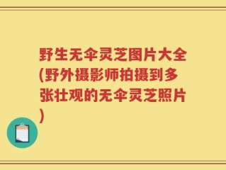 野生无伞灵芝图片大全(野外摄影师拍摄到多张壮观的无伞灵芝照片)