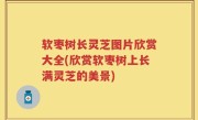 软枣树长灵芝图片欣赏大全(欣赏软枣树上长满灵芝的美景)