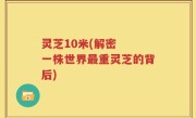 灵芝10米(解密  一株世界最重灵芝的背后)