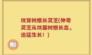 坟背树根长灵芝(神奇灵芝从坟墓树根长出，迅猛生长！)