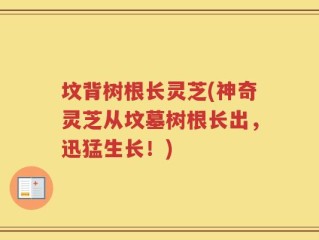坟背树根长灵芝(神奇灵芝从坟墓树根长出，迅猛生长！)
