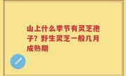 山上什么季节有灵芝孢子？野生灵芝一般几月成熟期