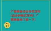 广西横县适合种灵芝吗(适合种植灵芝吗？广西横县来了解一下)