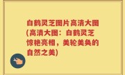 白鹤灵芝图片高清大图(高清大图：白鹤灵芝惊艳亮相，美轮美奂的自然之美)