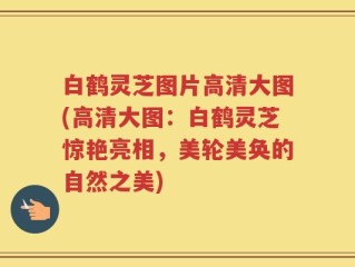 白鹤灵芝图片高清大图(高清大图：白鹤灵芝惊艳亮相，美轮美奂的自然之美)