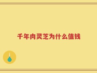 千年肉灵芝为什么值钱