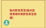 始兴野生灵芝(始兴区现发现珍贵野生灵芝资源)